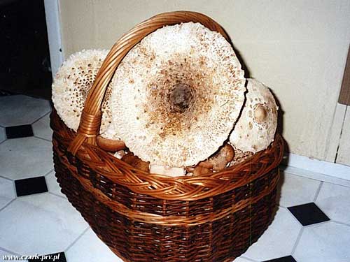 bedľa vysoká Macrolepiota procera (Scop.) Singer