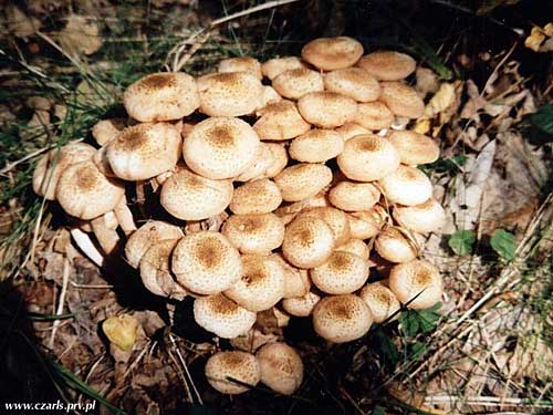 podpňovka obyčajná Armillaria mellea (Vahl) P. Kumm.