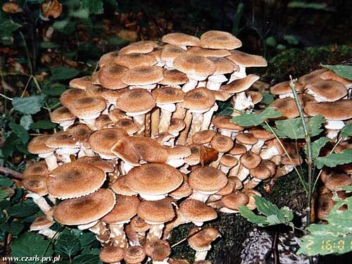 podpňovka tmavá Armillaria ostoyae (Romagn.) Herink
