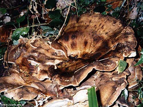 vejárovec obrovský Meripilus giganteus (Pers.) P. Karst.