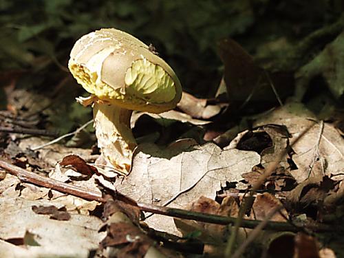 suchohríb plstnatý Xerocomus subtomentosus L.