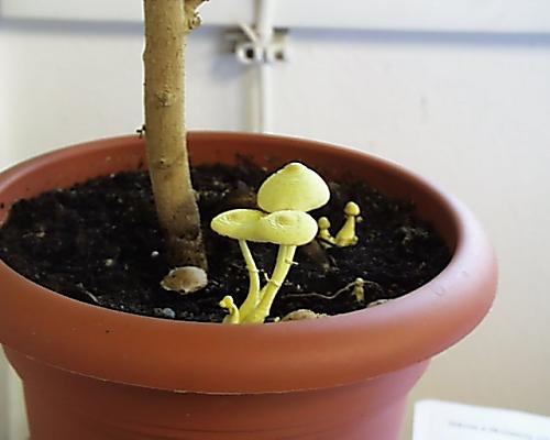 bedľovec citrónovožltý Leucocoprinus birnbaumii (Corda) Singer