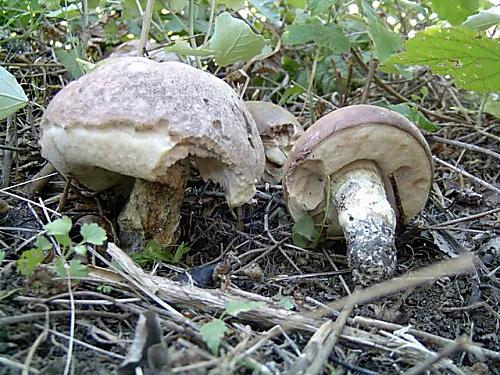 kozák topoľový   (Leccinum duriusculum)1