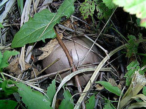 kozák topoľový (Leccinum duriusculum)2