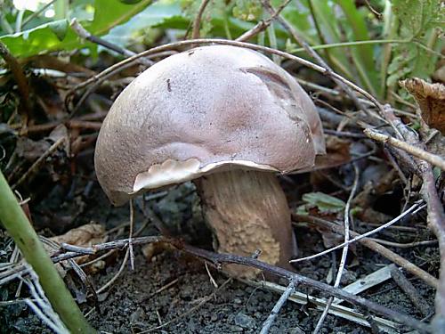 kozák topoľový (Leccinum duriusculum)3