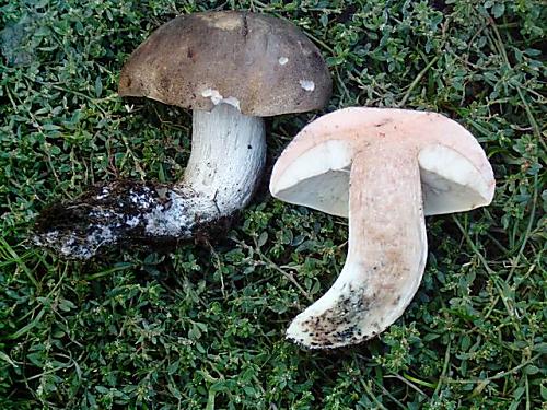 kozák topoľový (Leccinum duriusculum) 5