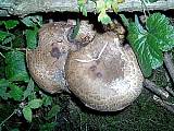 pečiarka Trsovitá (Agaricus ceaspitipes)
