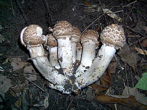 pečiarka trsovitá Agaricus bohusii Bon