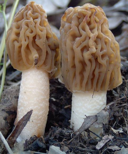 smrčkovec český (Verpa bohemica) 4