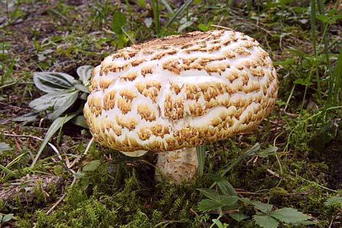 pečiarka obrovská Agaricus augustus Fr.