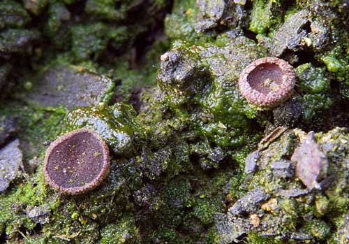 askobol spáleniskový Ascobolus carbonarius P. Karst