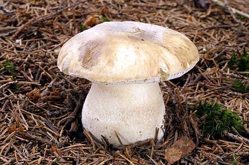 hríb smrekový Boletus edulis Bull.