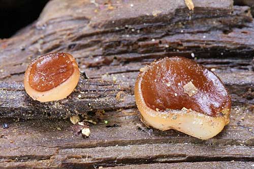 čiaška Peziza sp.