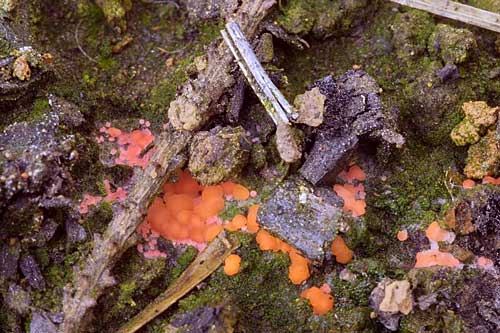 ohnivka spálenisková Pyromena omphalodes