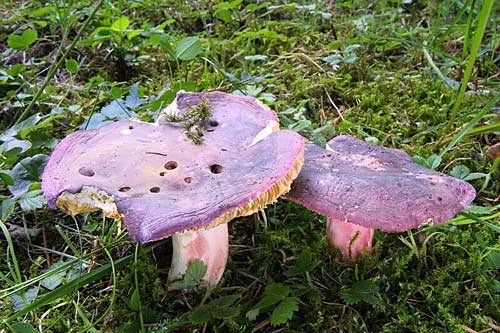plávka olivová Russula olivacea (Schaeff.) Fr.