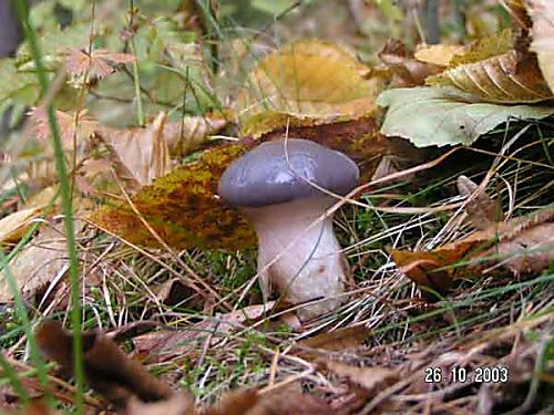 slizák mazlavý Gomphidius glutinosus (Schaeff.) Fr.
