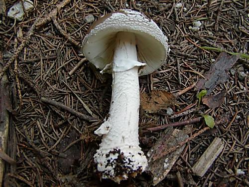 muchotrávka hrubá  Amanita spissa