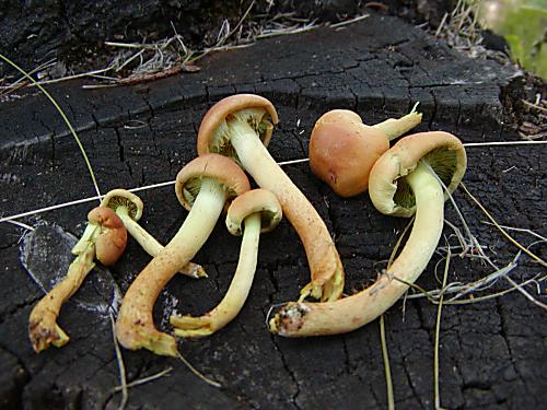 strapcovka tehlovočervená Hypholoma lateritium (Schaeff.) P. Kumm.