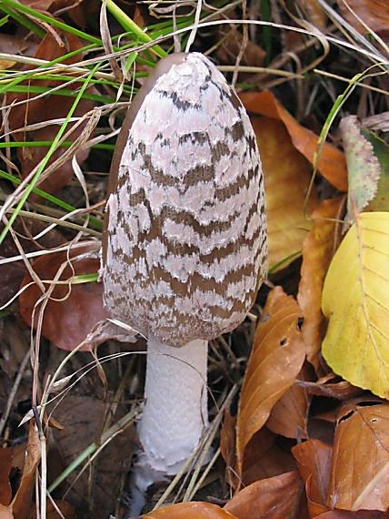hnojník strakatý Coprinopsis picacea (Bull.) Redhead, Vilgalys & Moncalvo