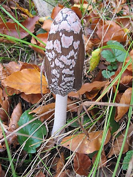 hnojník strakatý Coprinopsis picacea (Bull.) Redhead, Vilgalys & Moncalvo