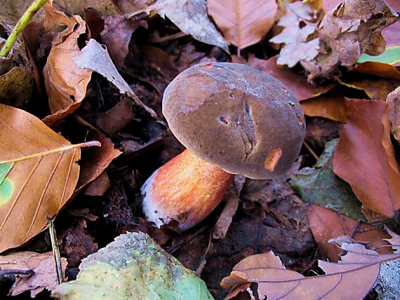 hríb zrnitohlúbikový Neoboletus luridiformis (Rostk.) G. Wu & Zhu L. Yang