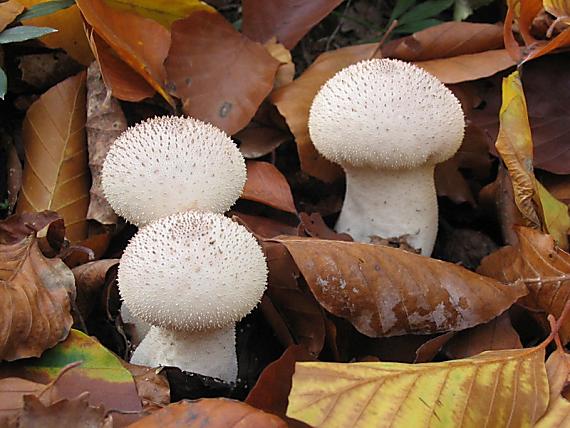 prášnica bradavičnatá Lycoperdon perlatum Pers.
