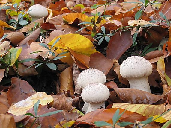 prášnica bradavičnatá Lycoperdon perlatum Pers.