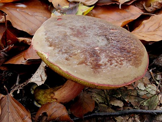 suchohríb zamatový Xerocomus pruinatus var. luteocarnosus