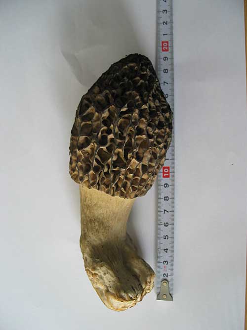 smrčok kužeľovitý Morchella conica Pers.