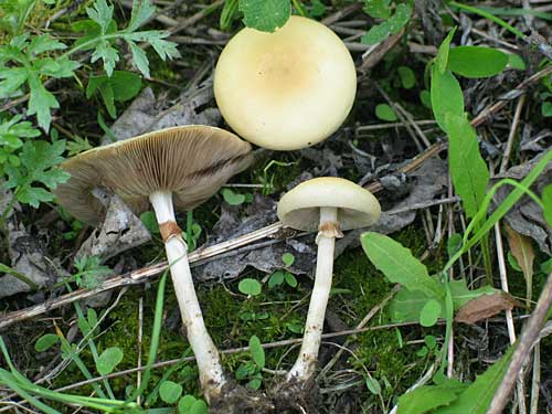 poľnička včasná Agrocybe praecox (Pers.) Fayod