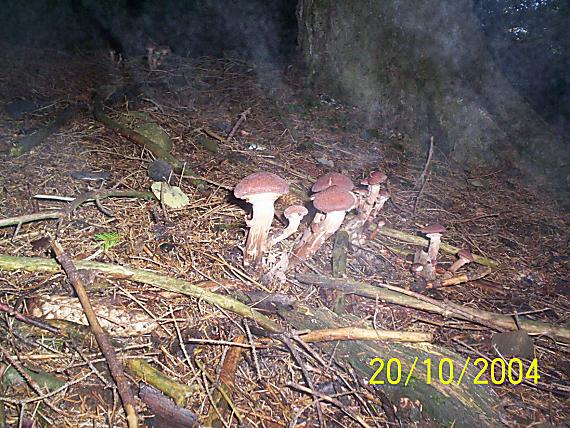 podpňovka tmavá Armillaria ostoyae (Romagn.) Herink