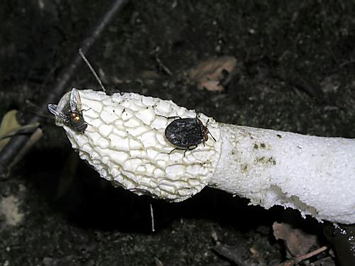 hadovka smradľavá/Hadovka smrdutá, starší Phallus impudicus L.