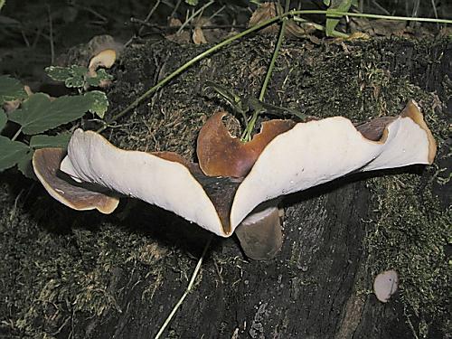 trúdnik tmavohlúbikový/Choroš smolonohý Royoporus badius (Pers.) A.B. De