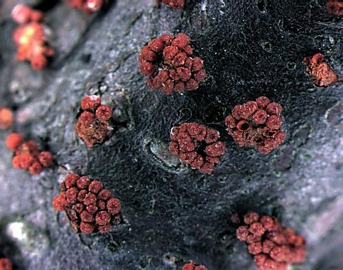 hlivka červená/Rážovka ruměnná Nectria cinnabarina (Tode) Fr.