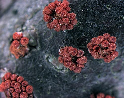 hlivka červená/Rážovka ruměnná Nectria cinnabarina (Tode) Fr.