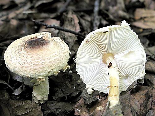 bedlička vlnatá/Bedla vlnatá Lepiota clypeolaria (Bull.) P. Kumm.