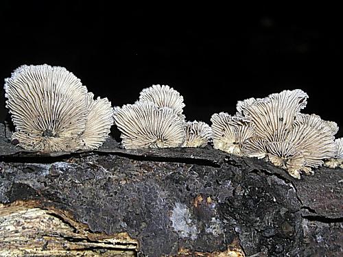 klanolupeňovka obyčajná/Klanolístka obecná Schizophyllum commune Fr.