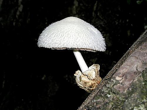 pošvovec stromový/Kukmák bělovlnný Volvariella bombycina (Schaeff.) Singer