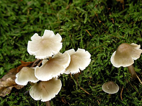prilbička ružovolupeňová/Helmovka tuhonohá Mycena galericulata (Scop.) Gray