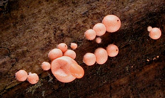 vlčinka červená/Vlčí mléko červené Lycogala epidendrum (J.C. Buxb. ex L.) Fr.