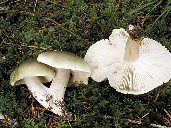 čírovka mydlová/Čirůka mýdlová Tricholoma saponaceum (Fr.) P. Kumm.