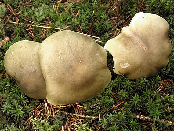 čírovka mydlová/Čirůka mýdlová Tricholoma saponaceum (Fr.) P. Kumm.