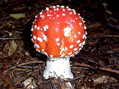 muchotrávka červená Amanita muscaria (L.) Lam.