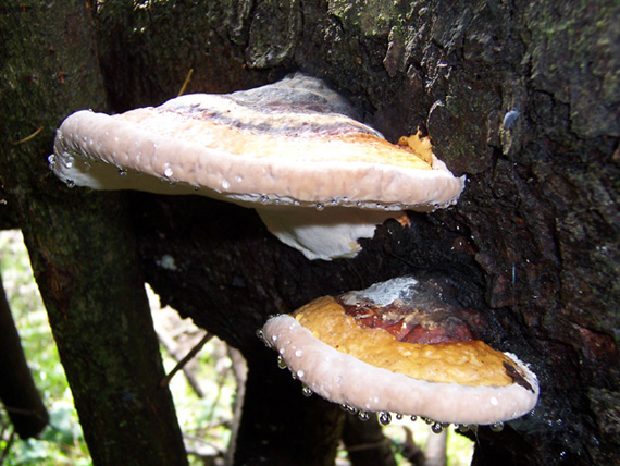 práchnovček pásikavý Fomitopsis pinicola (Sw.) P. Karst.
