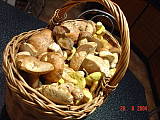 úlovok týždňa od 20.6 do 22.6. 2004