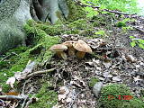 úlovok týždňa od 20.6 do 22.6. 2004