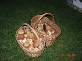 úlovok týždňa od 20.6 do 22.6. 2004