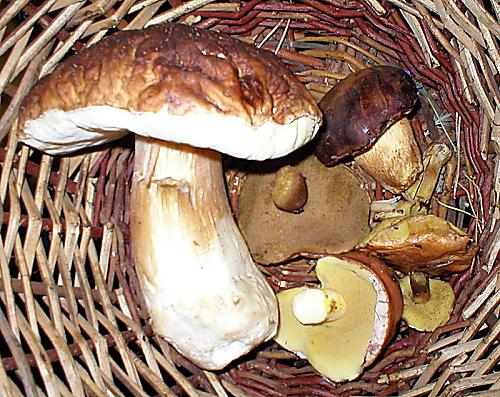 prvy ulovok