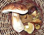 prvy ulovok
