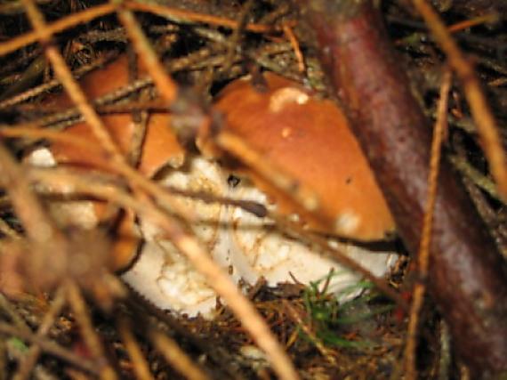 hríb smrekový Boletus edulis Bull.